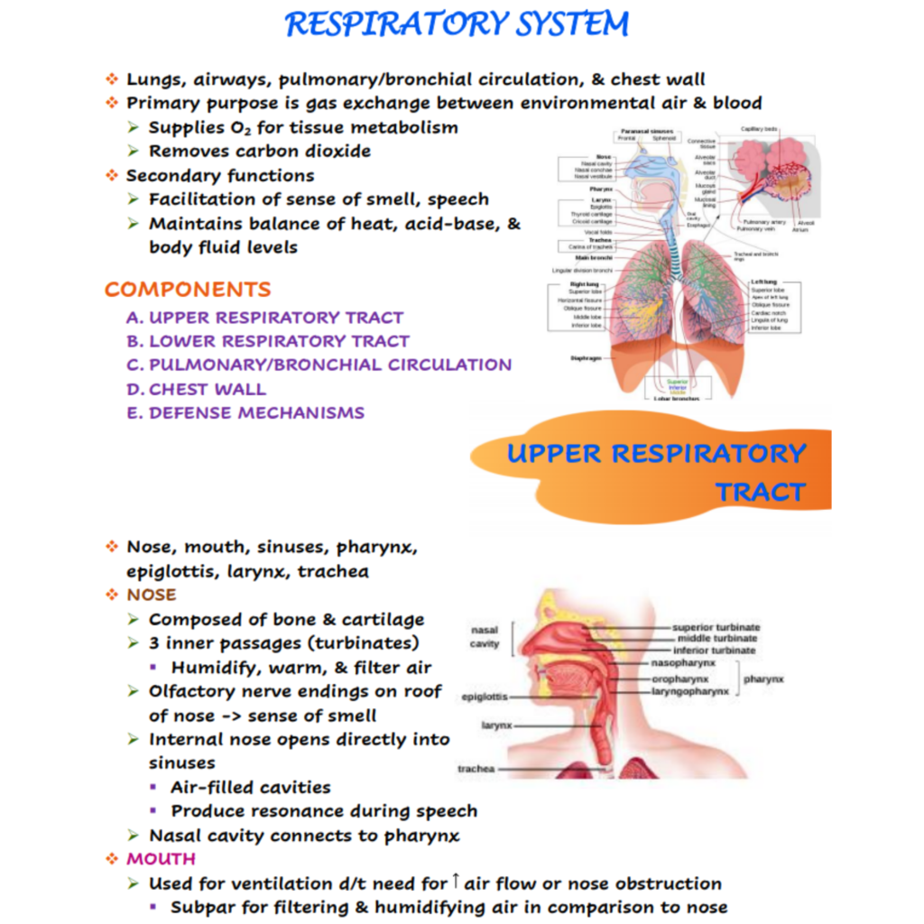 define respiration in nursing foundation