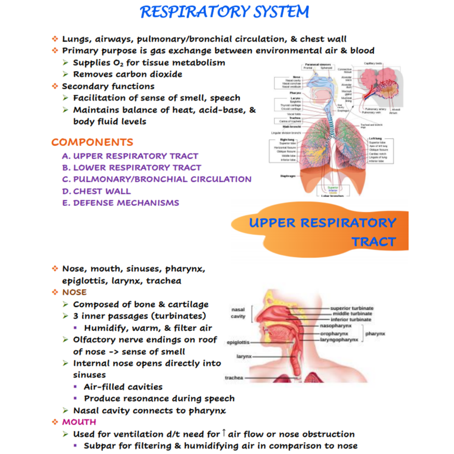 case study 5 the respiratory system
