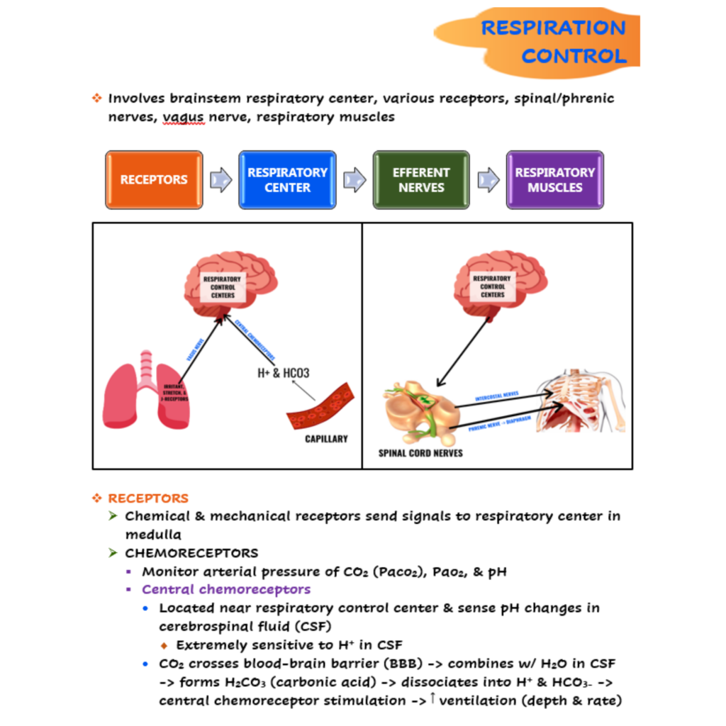 Respiratory System Nursing Notes - Scholarly Nurse